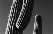 Black and White Photography, Saguaro and Half Moon, Sonoran Desert