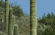 Crested Saguaro, Photography Workshop, Hiking Arizona, Sonoran Desert Tour