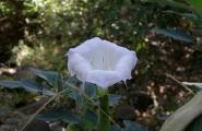 Look but don't eat Sacred Datura
